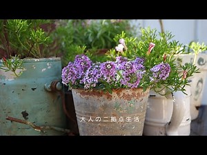 Bird cake from the wasteful lady's garden today.