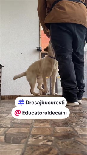 Jessie face primii pași în educație❤️🐕#dresaj #dogtrainer #labrador #dog #educatoruldecaini