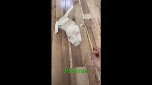 Watch Back Scratcher, Good product, easy to use. 01 on Amazon Live