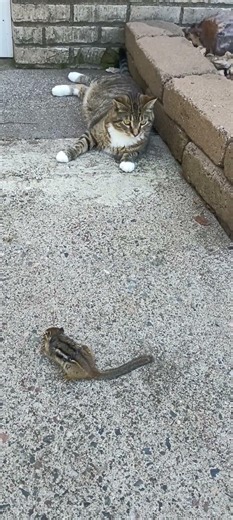 Booger Helps A Chipmunk 🐿️ Part 1