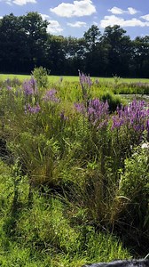 2.1K views · 77 reactions | This season, the pond at Cherry Tree becomes a picture of serenity, embraced by an abundance of wildlife and colour. | Cherry Tree Pet Crematorium | Facebook