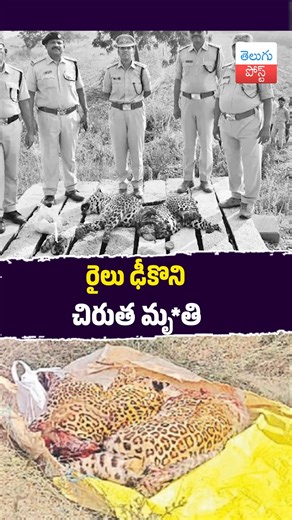 TeluguPost on Instagram: "రైలు ఢీకొని చిరుత మృ*తి #Wildlife #Adoni #Kurnool #ForestDepartment"
