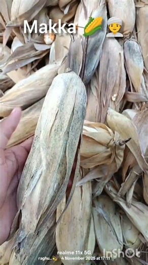 makka 🌽👳#farming #trendingshorts #trending #viralvideo #viralshorts #vtuber #viral
