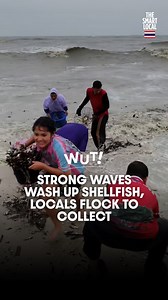 9.5K views · 53 reactions | Strong waves wash shellfish ashore,...