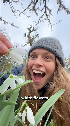 Winter Blooms: Snowdrops! ❄️