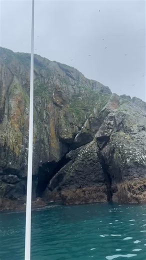 88 reactions | Sound up for noisy kittiwakes! These migratory seabirds nest on the outer reaches of the fjords and always have plenty to talk about. #sewardalaska #sewardoceanexcursions @visitseward #kenaifjordsnationalpark #ocean #nature #wildlife #wildlifephotography #alaska #whale #whalewatching #kenaifjords | Seward Ocean Excursions | Facebook