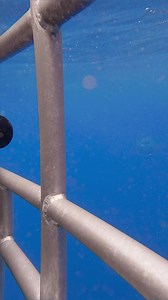 177K views · 10K reactions | This is one of my favorite clips from Guadalupe last year. Shark coming straight towards me. Crazy feeling, but really cool perspective. #sharks #greatwhiteshark #goprohero10 #reels #sharkweek @gopro #facebookreels | Dustin Burkhouse photography | Facebook