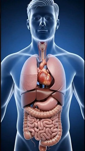 What happens to your body during 24 hours Fasting