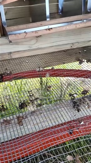 73K views · 1.1K reactions | My New Chicken Coop Design #coop #construction #coyotes #chicken #chickens | Gold Shaw Farm | Facebook