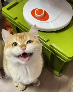 31K views · 2.7K reactions | La chasse à la mouche 樂 | Au paradis du Chat | Facebook