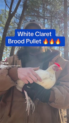 20K views · 627 reactions | Pure White Claret Brood Pullet 2024  #fypシ゚ #gamefowl #gamefowlbreeder #gallos #rooster #claret #kelso #chickens #gamefarm | Kenzie Gamefowl Farm | Facebook