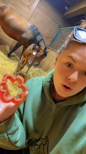 Foal Curry Grooming Tips for Aqha Foals - Horse Grooming