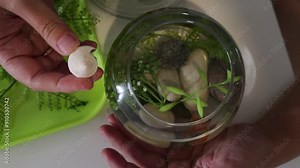 Caring for Tropical Fish in a Beautiful Home Aquarium With Stunning Plants and Decor