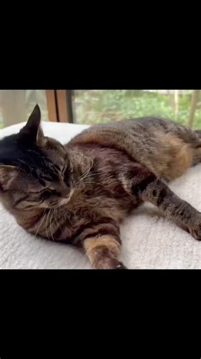 たっぷりモフモフしてもらって、すっかり気持ち良くなっだ、姉御猫❣️しっかり毛繕いもして、寝る準備完了の、＂みいとん"‼️#たっぷり#モフモフ#すっかり#気持ち良い#しっかり#毛繕い#寝る#準備#完了