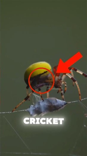 The Parasite That Forces Its Host to Drown... 🦗🌊 #shorts