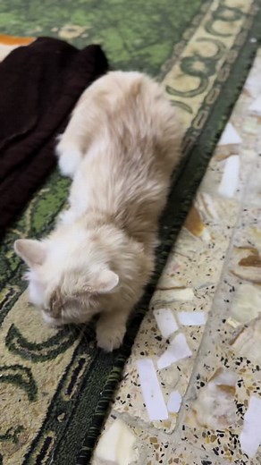 ‏اريد أزوجه اكو رجال