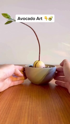 486K views · 4.2K reactions | Amazing Idea for creating a natural sense of decor in your house and at the same time enjoy nature’s finest fruits 陋#creativity #avocado #art #design | Cozy Home Ambience | Facebook