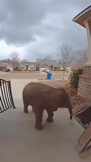 Elephant struggles in the wind - AI | Crafty Panda