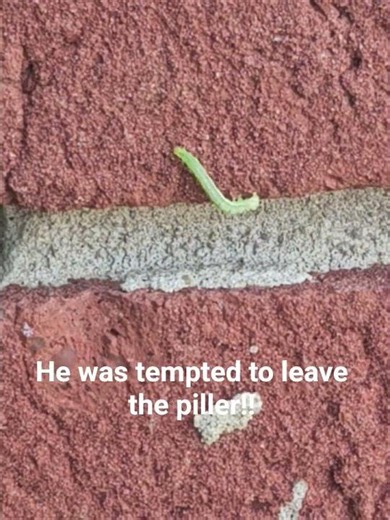 The inch worm wants to leave his place