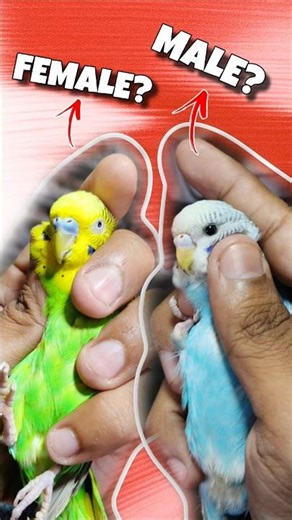 Budgies Male And Female Difference 🔥😍 #birds #parrot #budgies #lovebirdsfarming #parrotfood #shorts