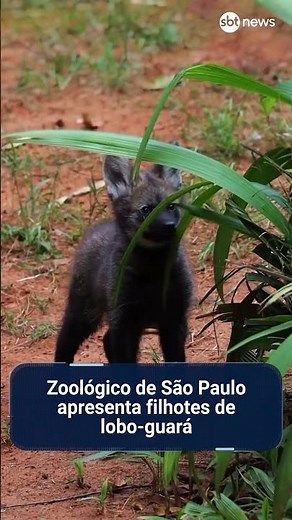 Zoológico de São Paulo apresenta filhotes de lobo-guará