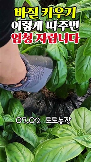 바질키우기 이렇게 따주면 엄청자랍니다. #유기농 #자연순환농법 #주말농장 #바질 #바질키우기