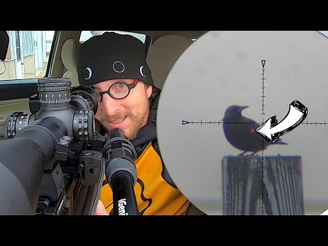 Slamming Starlings with Painted Slugs | FX WildCat MK3 BT .22 (the "Gremlin")