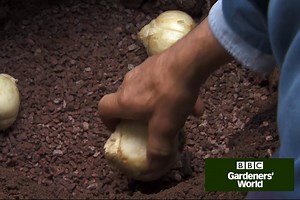 How to plant Persian fritillaries