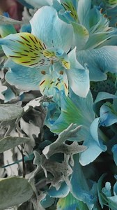 Free Flowers Videos: 4K & HD | No Watermark | Download Now