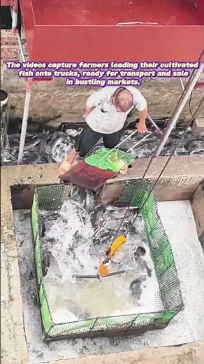 From Pond to Market: The Journey of Farm-Raised Fish