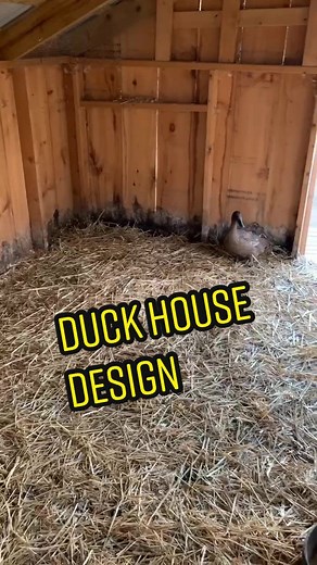 Ultimate Duck House Design for Your Homestead