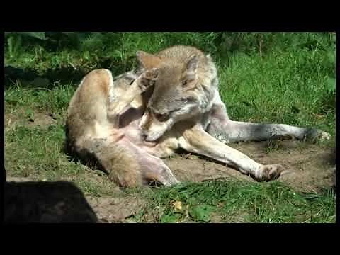 It's a wolf's life in a zoo: grooming, licking, scratching, fighting ticks and flies