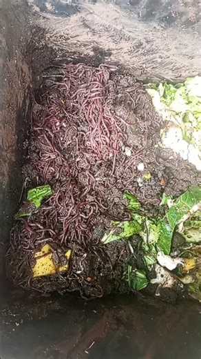 VERMICOMPOSTING is MOST EFFECTIVE WAY TO RECYCLE KITCHEN WASTE. #homecompost #poultry #composters