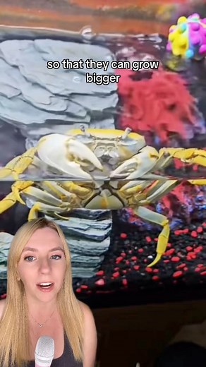 394K views · 39K reactions | Howie the crab has molted!! After weeks of concern regarding her molt, Howie has made it through. 呂 Find all the Howie updates by searching for “Howie the Crab” on Facebook. Or, find her on IG/TikTok at howiethecrab  howiethecrab #howiethecrab #rainbowcrab #crab #moltwatch2023 #goodnews #positivecontent | That Good News Girl | Facebook