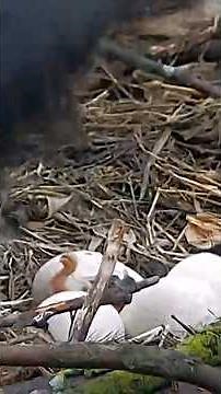 PA Farm Country Eagles ~ First Eaglet Has Hatched ~ 3/16/2026 / HD on Tap #eagles #eaglecams