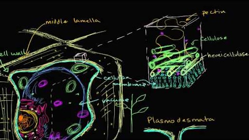 Plant cell walls