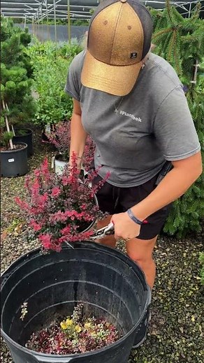 HOW TO TRIM your Barberry Shrub! #prune #gardening