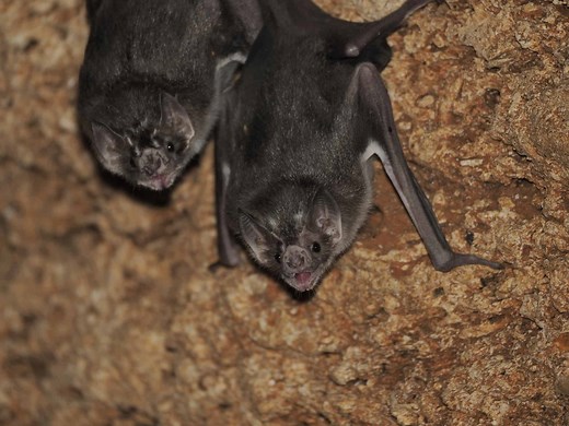 What Do Vampire Bats Eat? The Surprising Truth About Their Diet