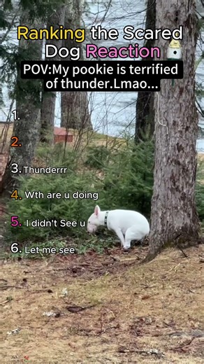 Ranking the Scared Dogs Reaction 😂#viral
