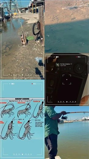 Family-friendly spot sheepshead black drum! Watch https://fishingvideo.voomly.com/#HookedAndLoaded