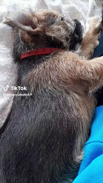 Introducing Daisy, 11 weeks old. Her Mum is Cairn x Australian terrier, her Dad is Cairn x Border terrier. #cairnterrier #puppy #australianterrier #borderterrier #fyp #love #newzealand