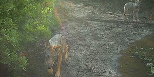 Wolves return to the outskirts of the Italian capital, after more than a century (Video)