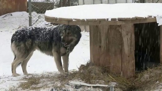 ASPCA TV Spot, 'This Winter: 3,000 New Donors'