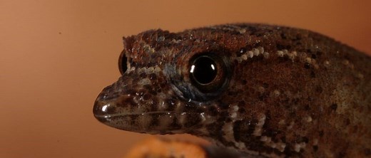 Virgin Islands Dwarf Gecko