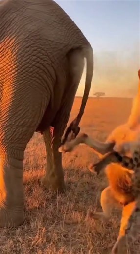 🐘 Elephant FARTS and Sends Hyena Flying! 💨💥 【爆笑】ゾウの屁でハイエナが吹き飛ぶ！衝撃の瞬間！