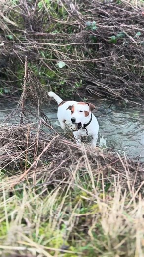 Grandads dog ( Rabbiting, squirrels,Ratting ) ?? 🤣🤣🐶🐶