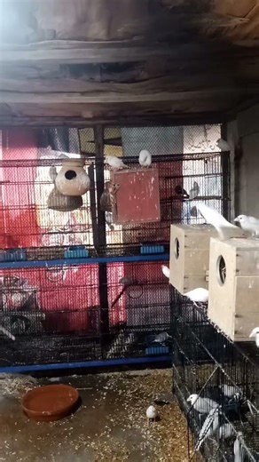 daily routine short clip2 and daily live streaming with white java sparrow all adult pair like video