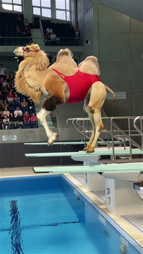 Camel Olympic Diving Long-Legged Flip Surprise!