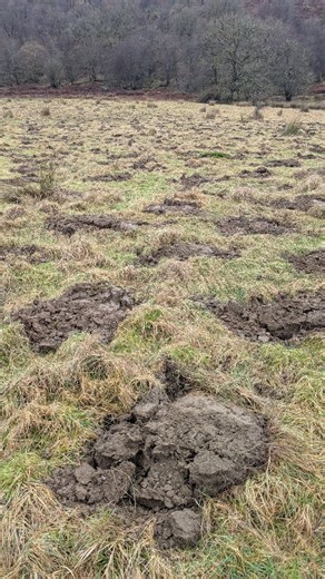 We’ve been busy preparing the ground for tree planting at Loskin Wood. To give each tree the best possible start, every one gets its own carefully prepared planting spot. In forestry, this is called a mound, an area of soil cleared of competition so young trees can access water, nutrients and light while they establish. At Loskin Wood, we’re using inverted mounds. A bucket of soil is lifted, flipped, and pressed back into place, creating a level planting spot with all the benefits of a mound, wi
