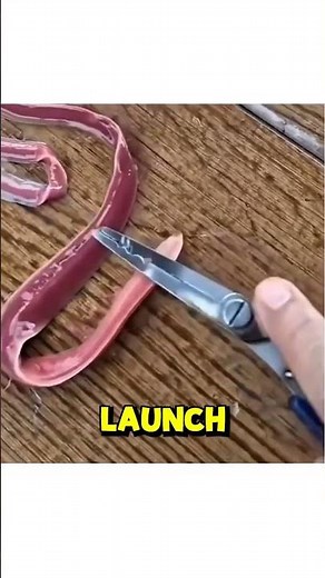 What Happens If You Touch a Ribbon Worm? 🎀